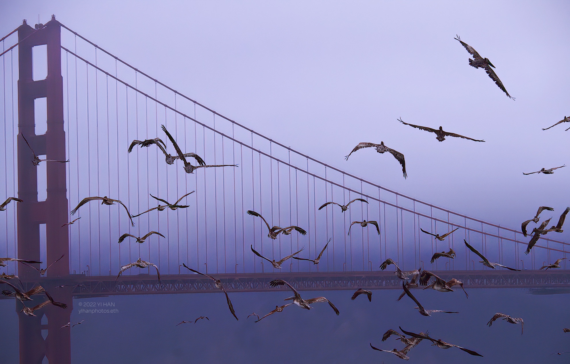 Brown Pelicans